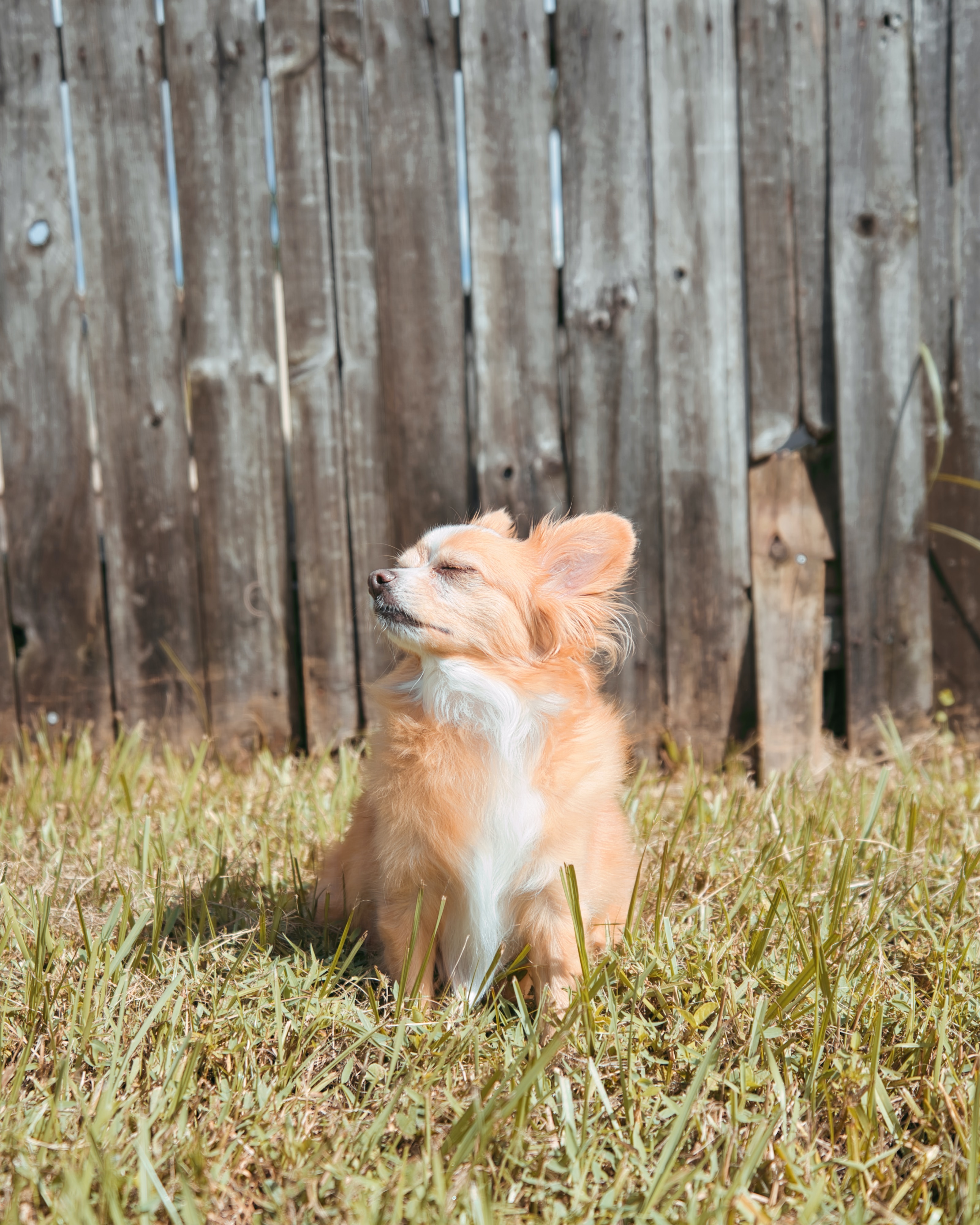 dog in backyard